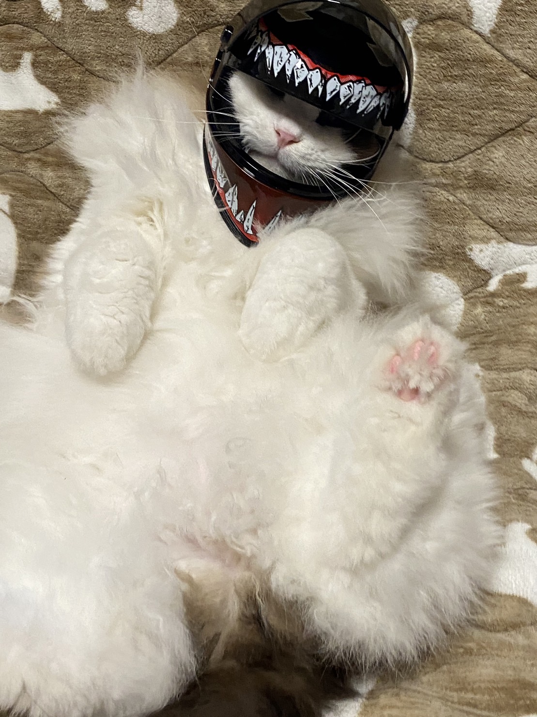 工場長 newアイテム 工場長 newアイテム 工場長 newアイテム